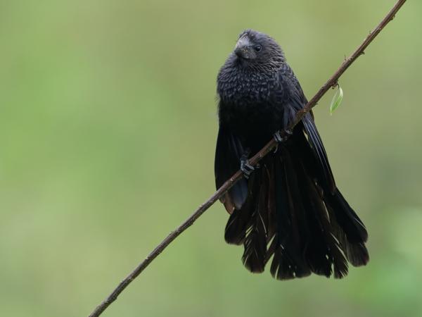 Kleine ani (Crotophaga ani)